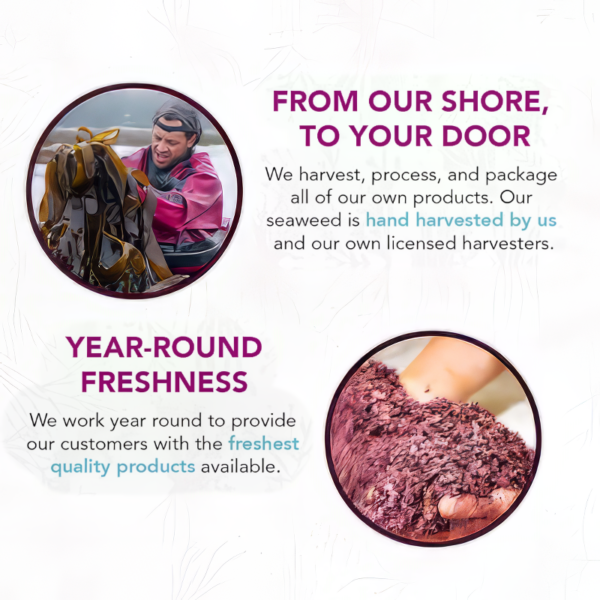 Atlantic Dulse Vitaminsea
